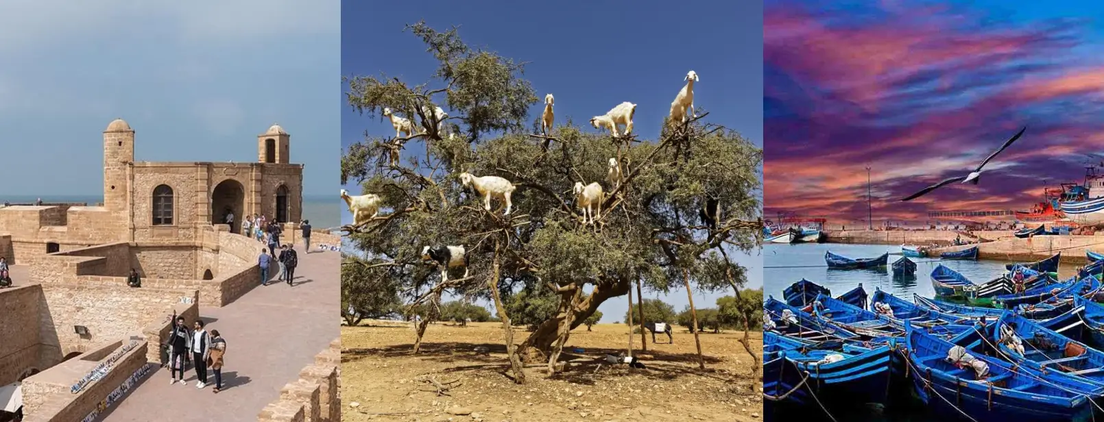 Relaxing Day Trip from Marrakech To Essaouira